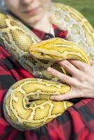 The albino Python molurus snake is a large non-venomous python. It is often a pet. photo