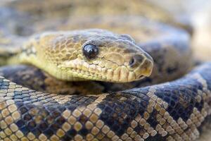 The snake Chilabothrus angulifer, - the Cuban boa and the Cuban tree boa. photo