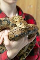 The snake Chilabothrus angulifer, - the Cuban boa and the Cuban tree boa. photo