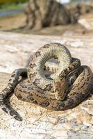 The snake Chilabothrus angulifer, - the Cuban boa and the Cuban tree boa. photo