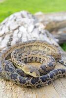 The snake Chilabothrus angulifer, - the Cuban boa and the Cuban tree boa. photo