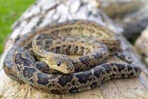 The snake Chilabothrus angulifer, - the Cuban boa and the Cuban tree boa. photo