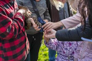 The snake Chilabothrus angulifer, - the Cuban boa and the Cuban tree boa. photo