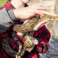 The snake Chilabothrus angulifer, - the Cuban boa and the Cuban tree boa. photo