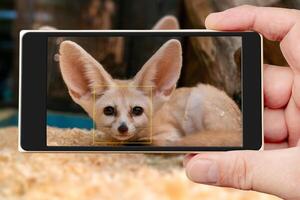 The fennec fox Vulpes zerda is a small nocturnal fox that lives in the Sahara Desert. photo