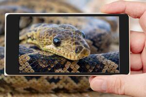 The snake Chilabothrus angulifer, - the Cuban boa and the Cuban tree boa. photo