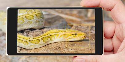 The albino Python molurus snake is a large non-venomous python. It is often a pet. photo