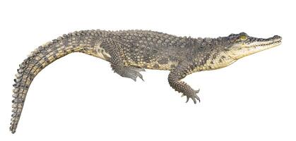 The Nile crocodile Crocodylus niloticus is a large, dangerous carnivorous reptile. photo