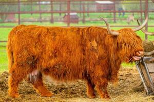 Brown highland Scottish cow. Breeding cattle. photo