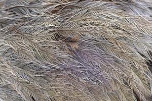 Pattern of beautiful bird feathers. Gray natural background. photo