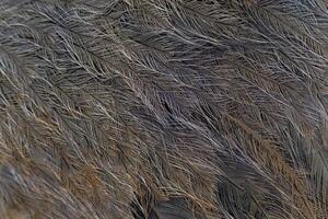 Pattern of beautiful bird feathers. Gray natural background. photo
