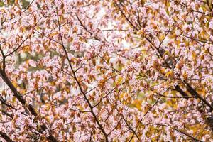 Spring sakura blossoms in natural conditions. Natural floral pink background. photo