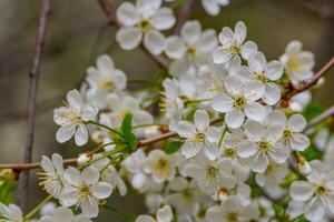 Spring cherry blossoms in natural conditions. Natural floral white background. photo