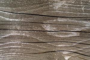The texture of an old decaying tree. Wooden background. photo