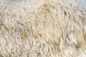 Sheep wool texture. Golden fleece - sheep fur. photo