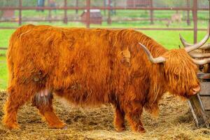 Brown highland Scottish cow. Breeding cattle. photo