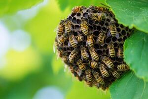 Swarm of bees working on honeycomb on tree branch photo