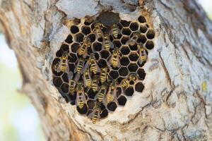 European wasps taking care of their nest built in a tree trunk photo