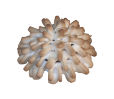 common bread of various shapes worked by an expert baker- png
