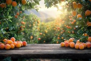 Wooden table top with apricots on blur background with apricot orchard photo