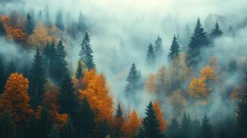 Orange and green coniferous trees creating a colorful autumn forest landscape photo