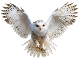 The white owl is spreading its wings and flying isolated on a transparent background png