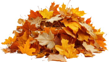 Autumn maple leaves pile isolated transparent background png