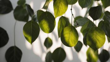 Sunlight filtering through leaves casts shadows on a white wall. photo