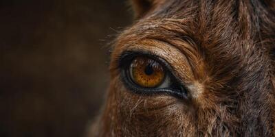 A close-up view of a horse's eye The horse has brown fur and is looking off to the side. photo