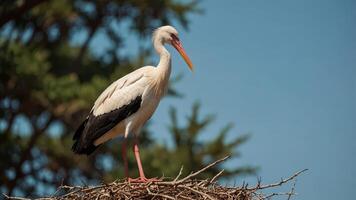 Stork standing on a branch near a nest under a clear blue sky. photo