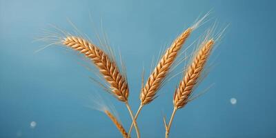 Two wheat spikelets on a light blue background with copy space. photo