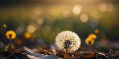 Tranquil scene featuring dandelion within fall sunshine. photo