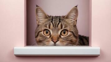 Funny cat peeking out from behind white board on pastel pink background. photo