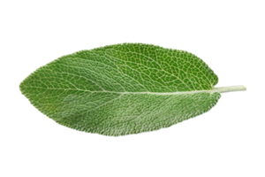 Sage Leaf On Transparent Background. png