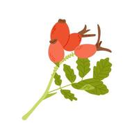 Autumn rosehip leaves and berries in colorful hand drawn flat style. Simple botanical sticker. Clipart of doodle drawing isolated on white background vector