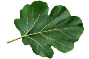 Fig Leaf On Transparent Background. png