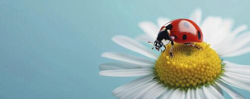 a ladybug on top of a daisy flower on a blue background photo