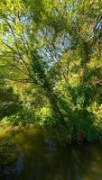 Smooth FPV flight through green leafy trees in summer forest in the morning sun. video