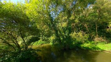 Smooth FPV flight through green leafy trees in summer forest in the morning sun. video