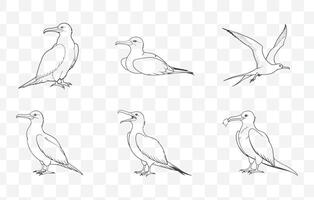 Frigatebird Line Art Set Detailed Illustrations of Magnificent Seabirds in Various Poses and Styles vector