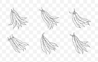 Print Green Beans Line Art Set - Elegant and Detailed Illustrations of Fresh and Crisp Green Beans vector