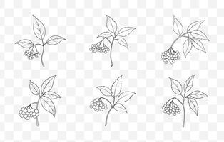 Print Elderberry Line Art Collection Featuring Detailed Botanical Illustrations and Elegant Elderberry Plant Drawings vector