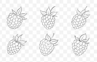 Print Blackberry Plant and Fruit Line Art Set with Detailed Illustrations of Leaves Branches and Berries for Design and Decoration vector