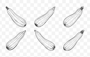 Print Comprehensive Zucchini Line Art Set Featuring Detailed Illustrations of Zucchini Variants for Artistic and Design Use vector