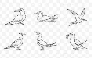 Print Tropicbird Line Art Set with Detailed Illustrations of Exotic Seabirds in Various Poses for Design and Decoration vector
