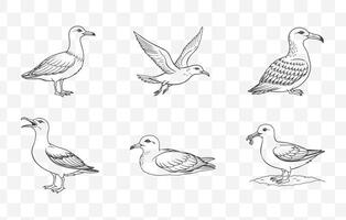 Print Shearwater Bird Line Art Set with Detailed Illustrations of Oceanic Seabird Species in Elegant Designs vector
