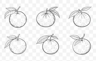 Print Clementine Line Art Collection Featuring Detailed Illustrations of Clementine Fruits and Leaves for Creative Designs vector
