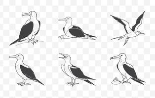 Print Elegant Frigatebird Line Art Set with Detailed Illustrations for Design and Decorative Projects vector