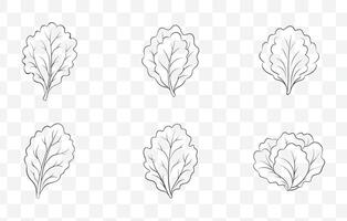 Print Lettuce Plant and Leaf Line Art Illustration Set with Detailed Botanical Design Elements vector