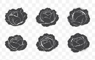 Print Detailed Cabbage Line Art Collection for Botanical Illustrations and Design Elements vector